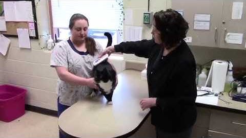 Proper Microchipping Technique - Cat