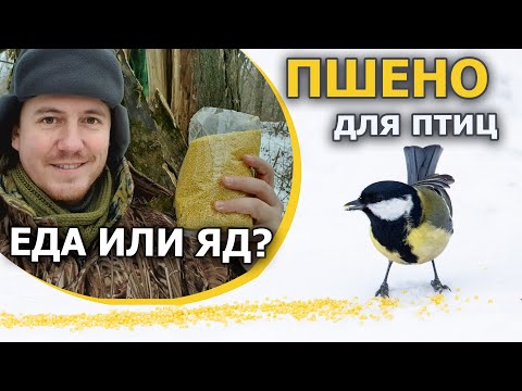 Видео: Можно ли птицам давать пшено? / Отделяем зёрна от плевел