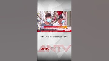 Bắt quả tang 10 người tụ tập đá gà ăn tiền, thu giữ 130 triệu đồng | ANTV #shorts