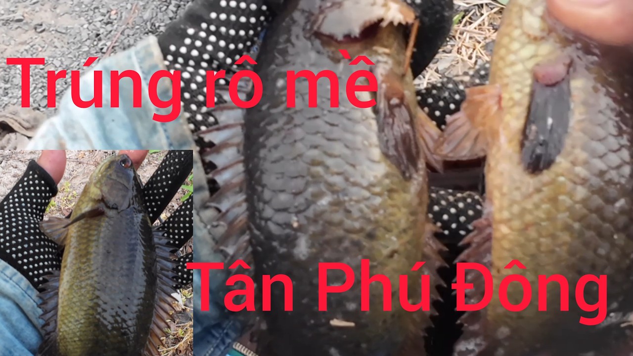 Câu cá rô đồng #22 trúng mánh rô mề Tân Phú Đông |ngô bình fishing|