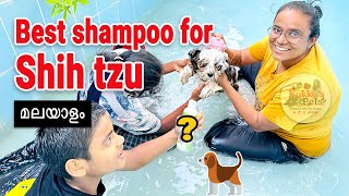 Best shampoo for shih tzu review in Malayalam | good shampoo for shih tzu | #shihtzushampoo #shihtzu