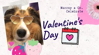 Why Celebrate Valentines Day With Your DOG ? 💕 Strawberries and Dogs - Need I say More? 🍓