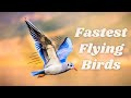 Fastest Flying Birds