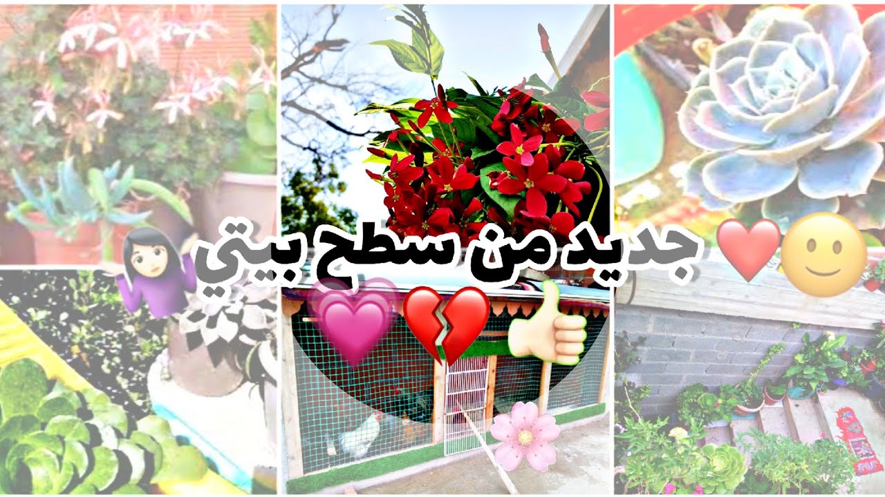 الجديد من سطحي في الصيف 👍🏻💥/