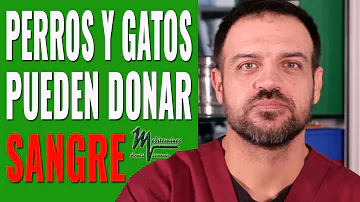 ¿Pueden los humanos donar sangre a los gatos?