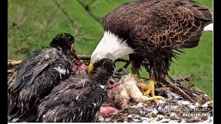 DN17,18: We were so hungry that we ate the whole big prey 秃鹰 Decorah Eagles   North Nest 2024 05 04