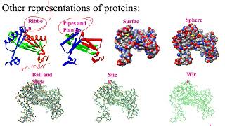 Visualizing protein structure (Dr Terrell)