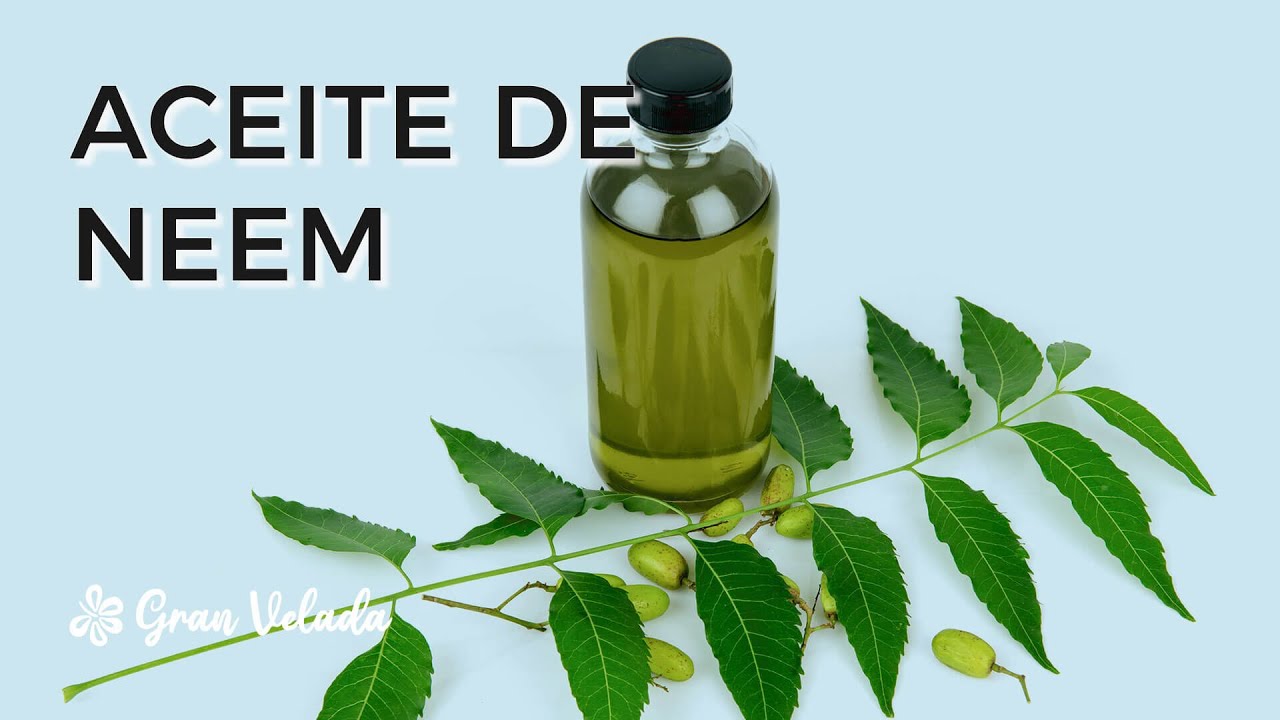 Cómo usar el aceite de neem para cuidar las plantas del jardín - Mejor con  Salud