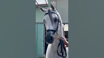 اجمل خيل عربي اصيل السعودية حصان عربي خيول عربية اصيلة 