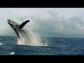 Así son las “carreras de calor” de las ballenas jorobadas | National Geographic España