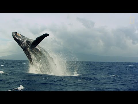 Video: ¿Dónde puedo ver ballenas en la naturaleza? ¿Dónde viven las ballenas? cuantos tipos de ballenas hay