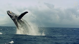 Así son las “carreras de calor” de las ballenas jorobadas | National Geographic España