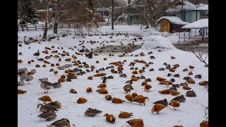 Идем в Московский Зоопарк смотреть на большого слона, медведей и других животных. Идем в Московский Зоопарк смотреть на большого слона, медведей и других животных.