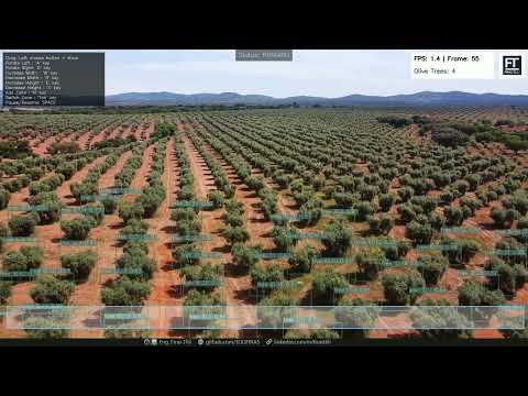 🌿🛩️ Automated Olive Tree Detection & Counting from Drone Footage Using AI 🌍🌳
