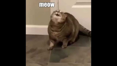 WHEN THE CATNIP HITS DIFFERENT