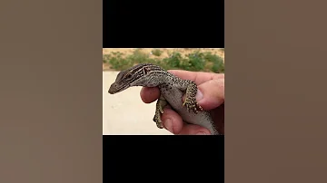 Варан Гульда или песчаный варан