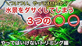水草のトリミング方法完全マニュアル ３つの切り方 Adaネイチャーアクアリウム水草水槽立ち上げ初心者 ソイルへの有茎草の植え方 差し戻し 切り戻し ピンチカット 植栽ハサミ アクアリウムの維持管理方法 Youtube