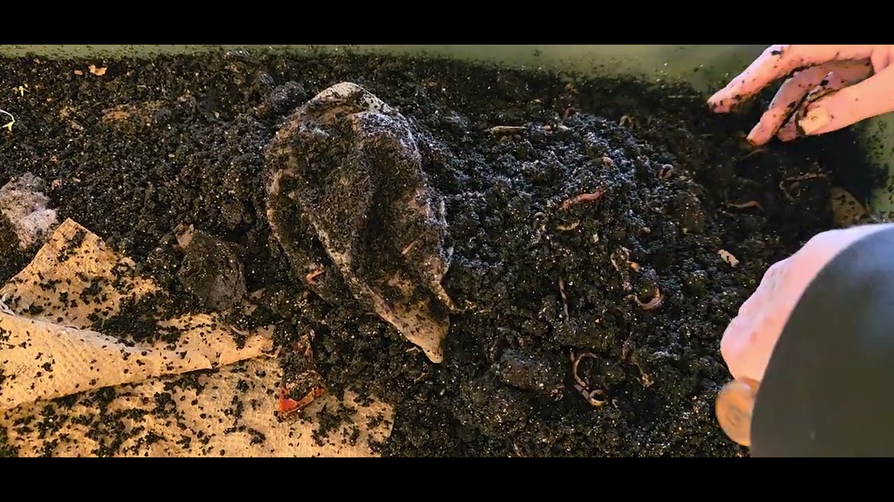 Где прячется перец 🫑 в Джеке Вормбине?