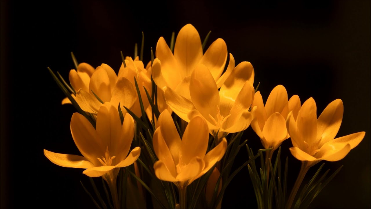 Flower Chapter 2 blooming flowers flowers can dance the most