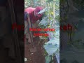petani tanpa kenal kelah