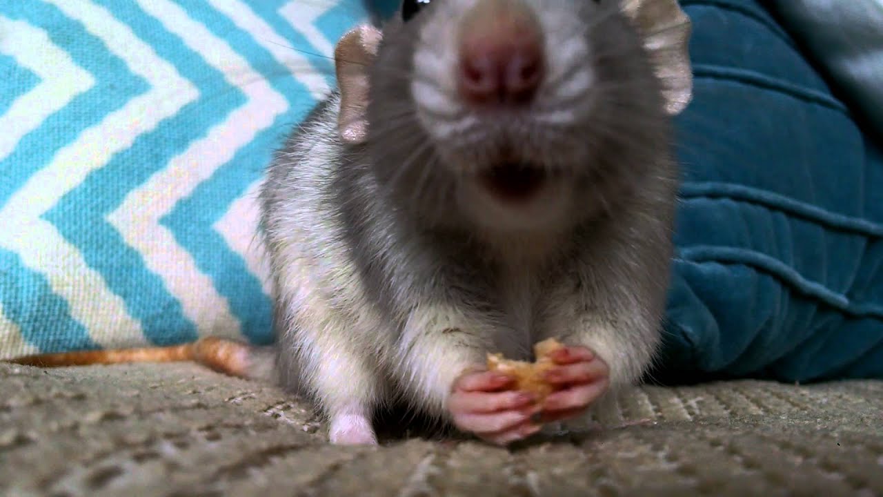 Cute Dumbo Rat eating a cherrio YouTube