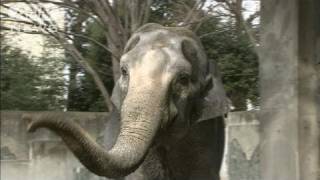 戦後を見続けたゾウ「はな子」65歳のお祝い会で・・・(12/02/05)