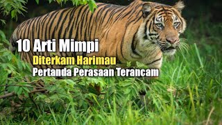 10 Arti Mimpi Diterkam Harimau, Pertanda Perasaan Terancam