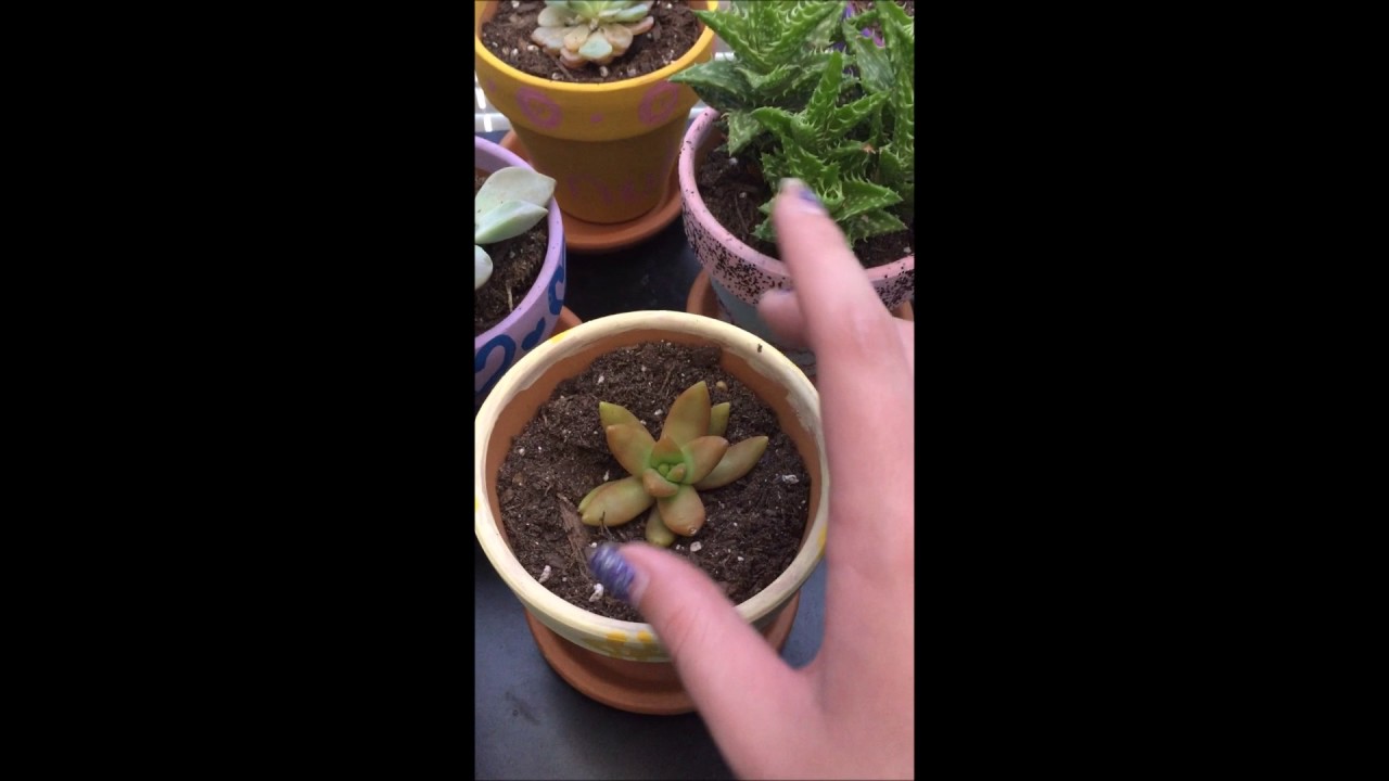 Watering day! How to water your succulents! - YouTube