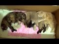 Three mom cats raising their newborn kittens together