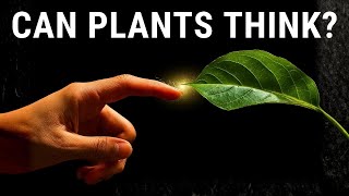 Quiet Your Mind: Fall Asleep To The Secret Life Of Plants