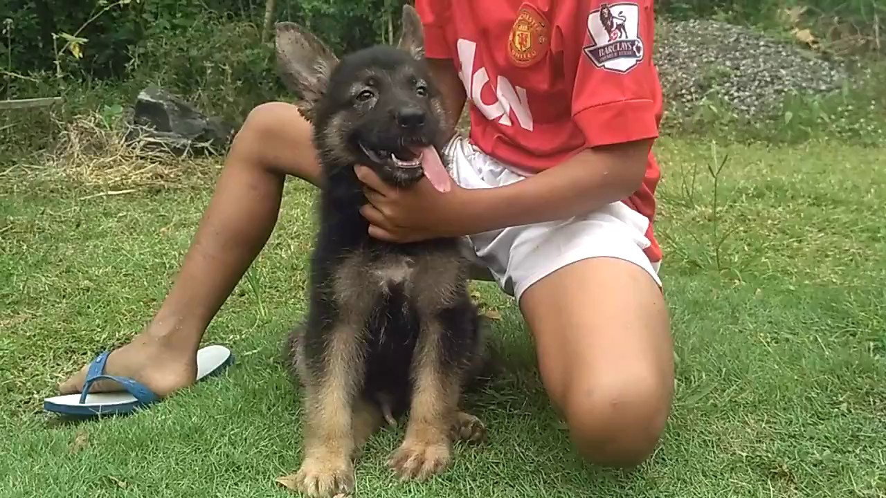 Jual Anjing Herder Jantan Berkualitas Youtube