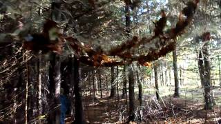 More spooky sights and sounds from the Elmira Haunted Woods