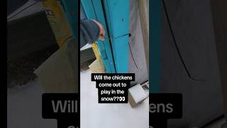 Will The Chickens Come Out To Play In The Snow?