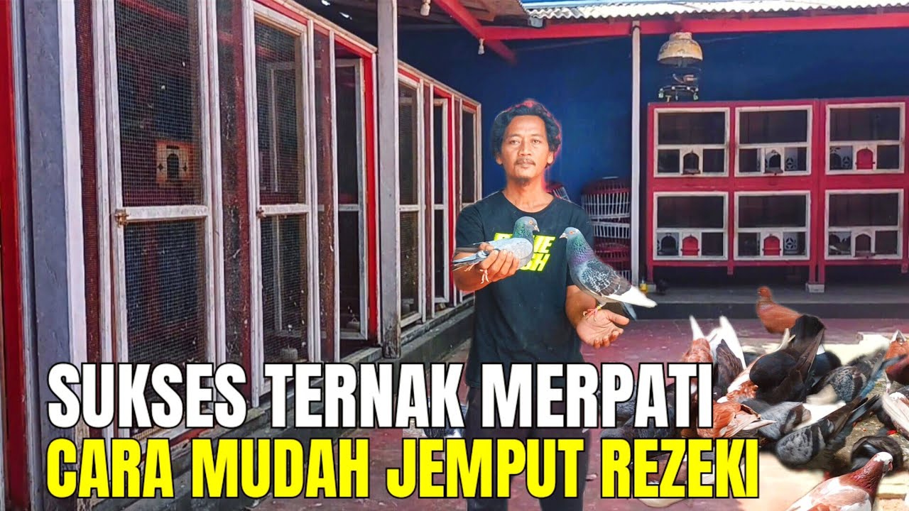 Sukses Ternak Merpati Berawal Dari Hobi Yang Membawa Keuntungan