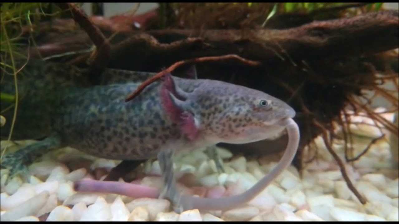 Axol de Axolotl - YouTube