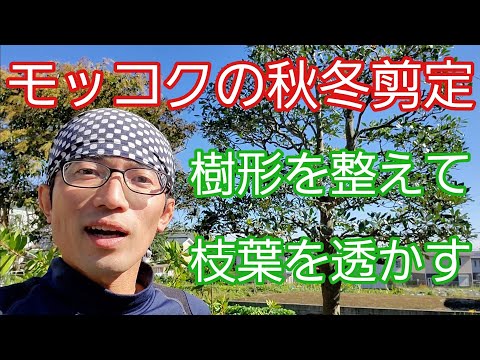 モッコクの剪定②】姿を整えて、枝葉を間引いて透かす手入れ🌳🍃 - YouTube