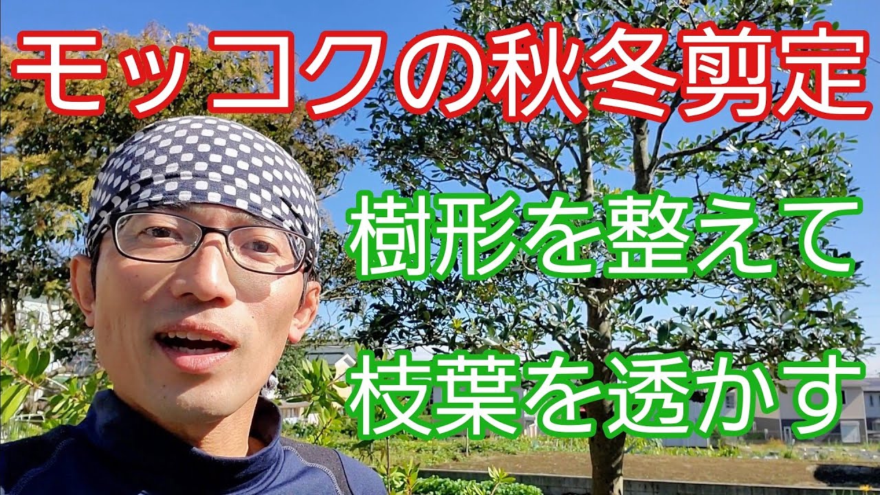 モッコクの剪定②】姿を整えて、枝葉を間引いて透かす手入れ🌳🍃 - YouTube