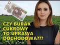 CZY BURAK CUKROWY TO UPRAWA DOCHODOWA?| ANALIZA 3 LAT| AgroLovers