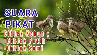 Suara Pikat Burung Ciblek Kebun (Ciblek Putih/Semi)