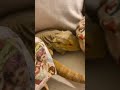 Lizard tucks himself into bed