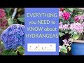 Hydrangeas - everything you need to know about growing hydrangeas in your garden