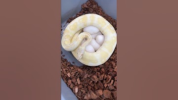 Big Albino Ball Python gave me a nice clutch of eggs! #ballpythonmorphs #royalconstrictordesigns