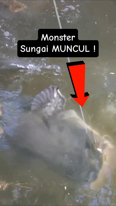 Fierce Strike❗❗Successfully Catching Giant Fish in the River #fishing #bigfish #fyp #shorts