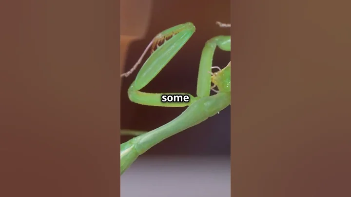 Mind Blowing Praying Mantis Facts! #PrayingMantis #InsectFacts