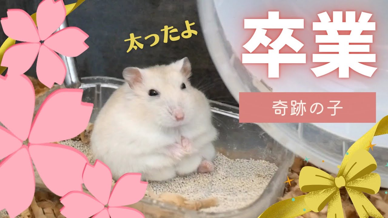 卒業！～奇跡の子～【ジャンガリアンハムスター】 - YouTube