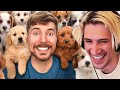 MrBeast Rescued 100 Abandoned Dogs!