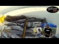غوص حر قطر  صيد جنعد spearfishing     2015