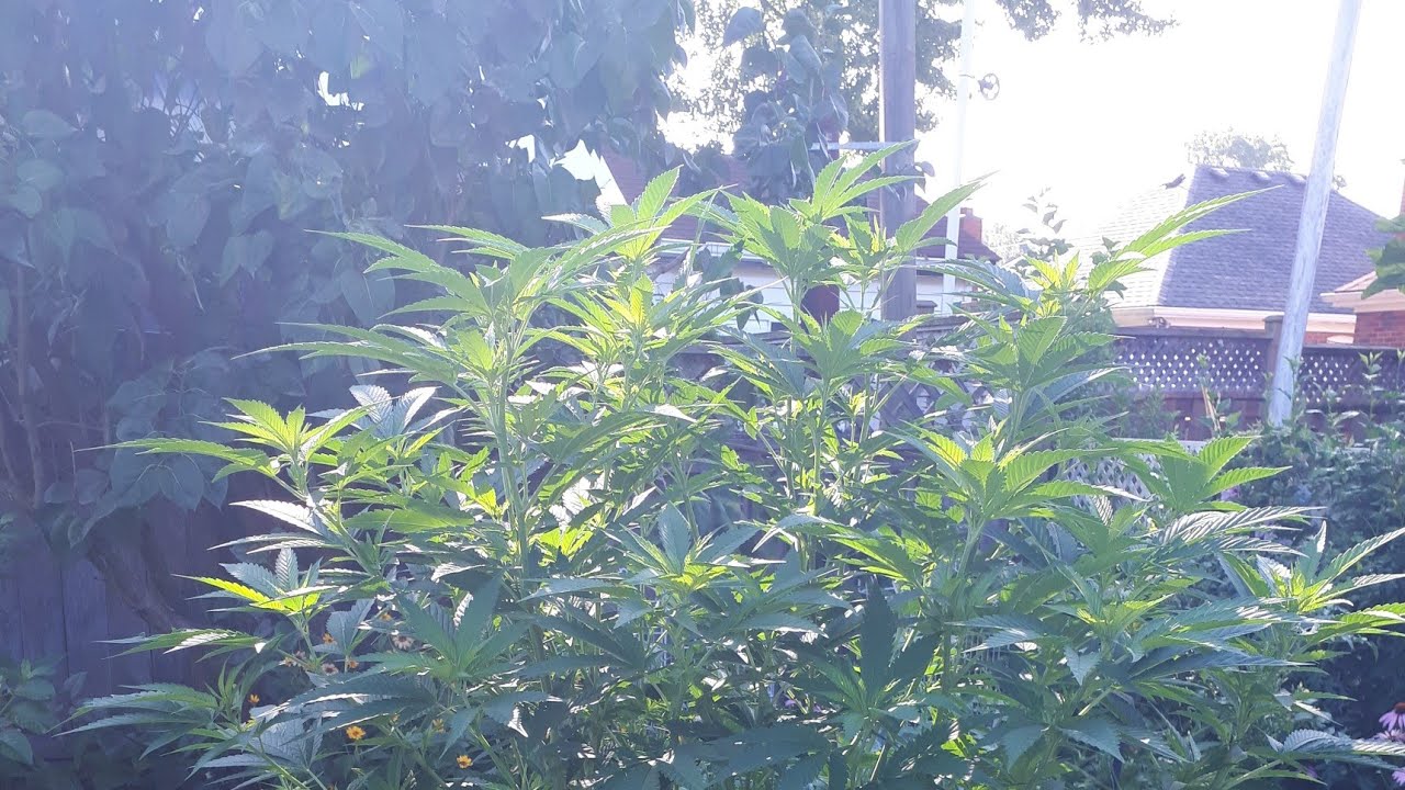 OUTDOOR GROW   2025 