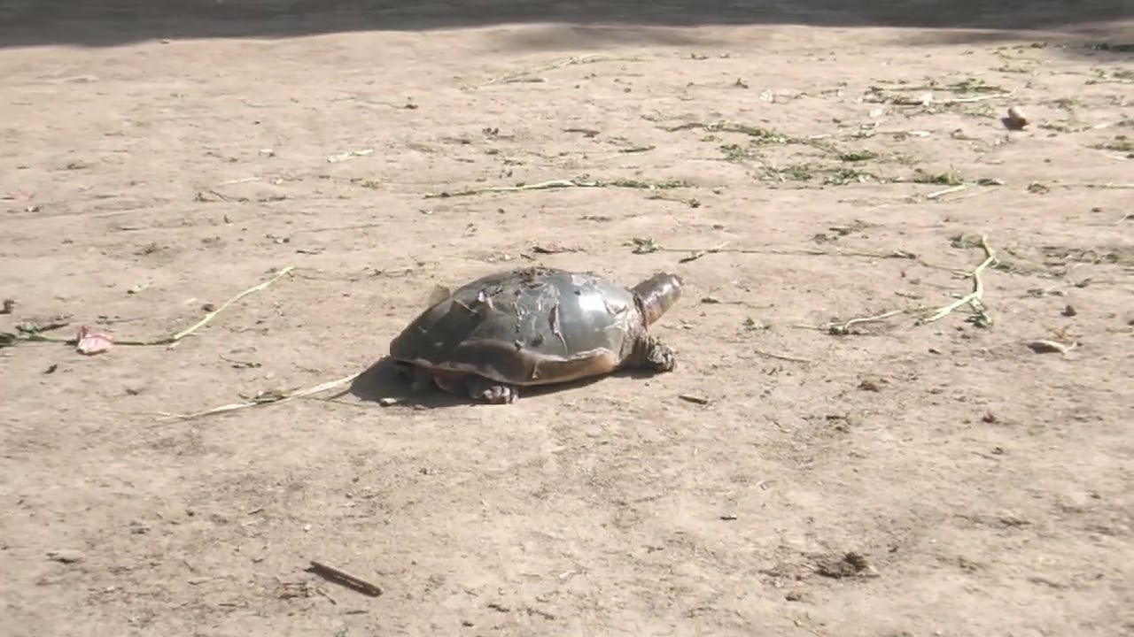 Pakra Hua Turtle Zameen Par | Real Turtle Video 77