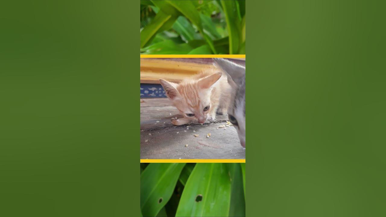 Cutest Baby Cat Eat Meat So Loverly shorts cat comment callofduty cutest-baby-cat-eat-meat-so-loverly-shorts-cat-comment-callofduty